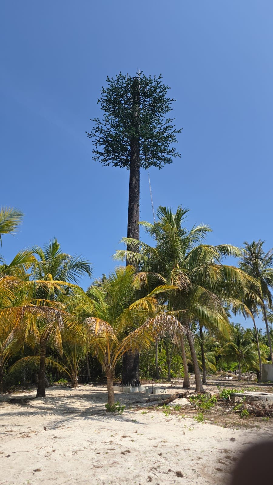 Camouflaged palm telecom tower on a Maldivian island