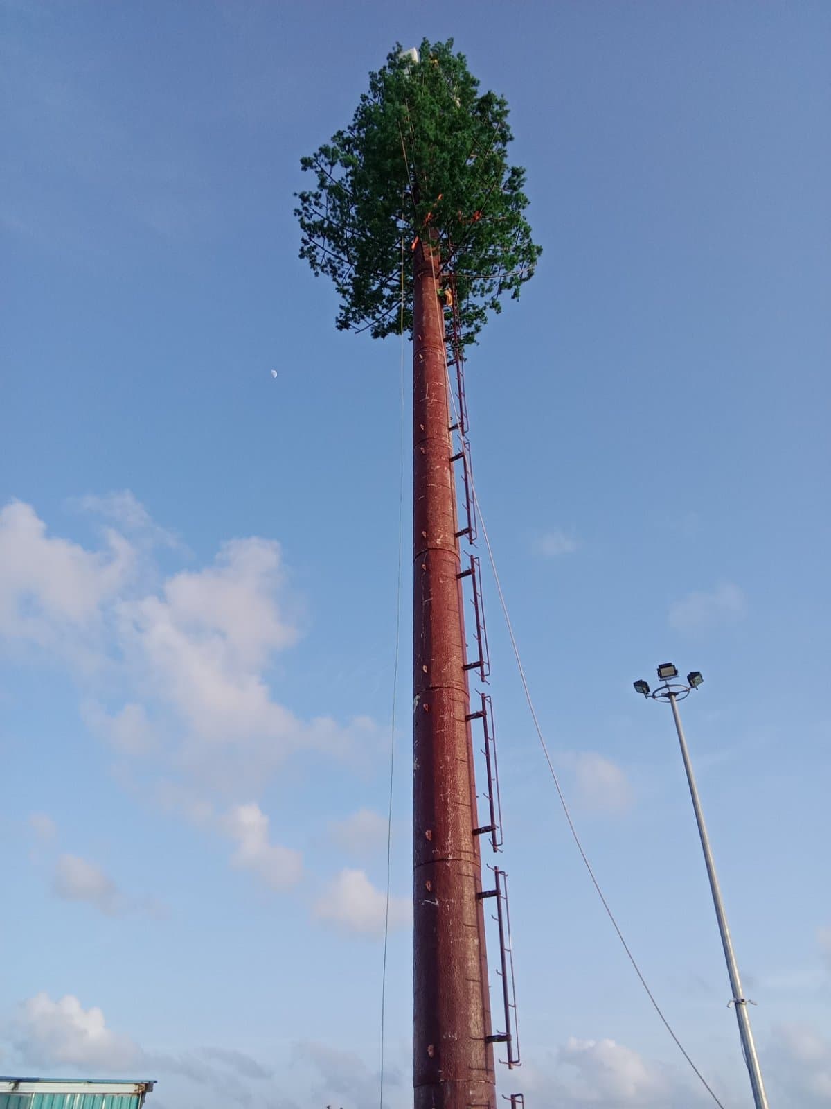Pine-camouflaged telecom tower at dusk