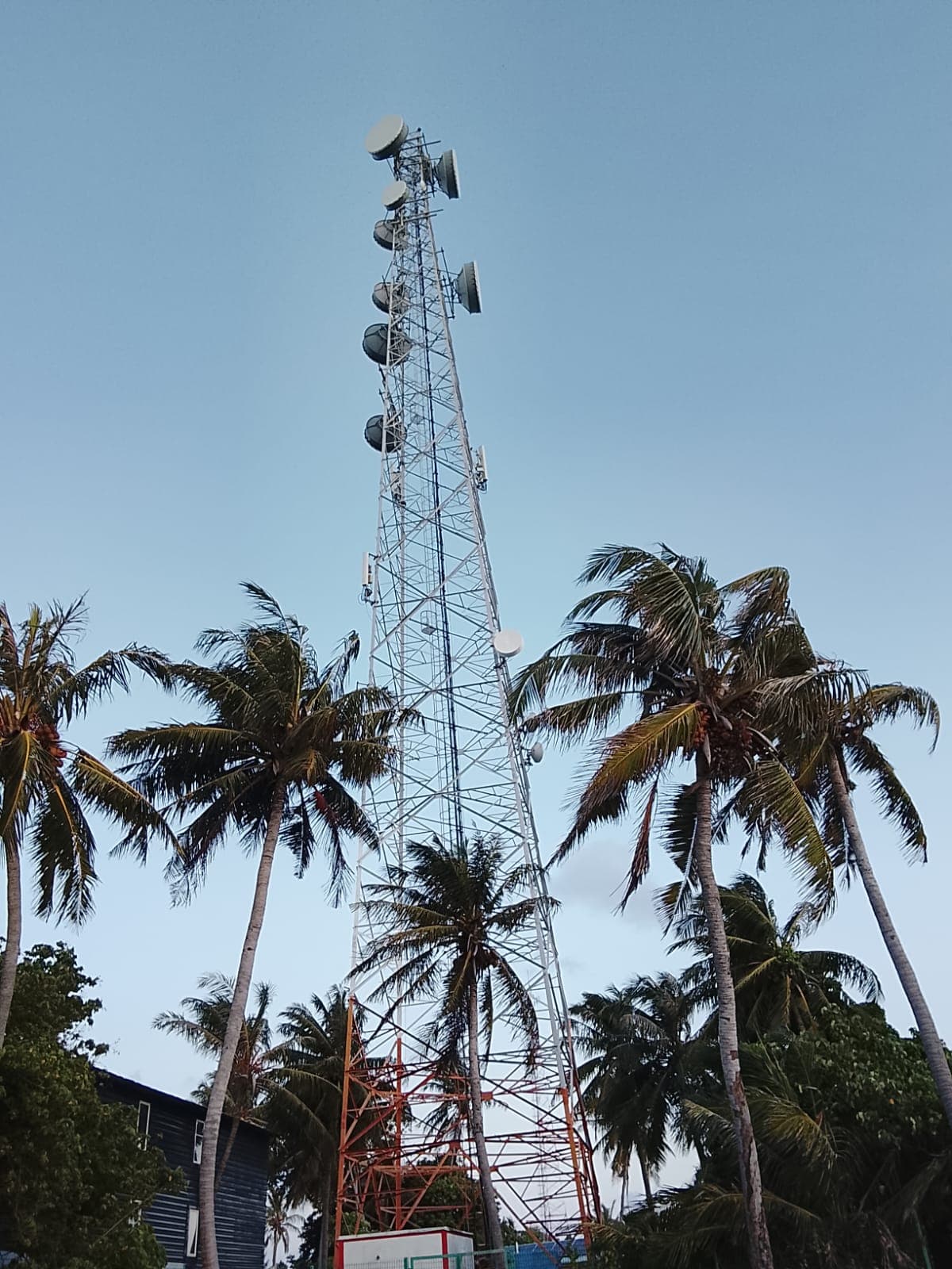 Lattice telecom tower with microwave dishes among coconut palms